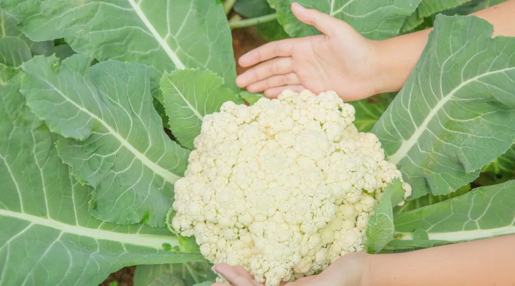 TOP 6 HEALTH BENEFITS OF CAULIFLOWER