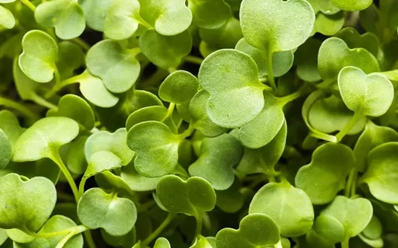 TOP 10 IMPRESSIVE HEALTH BENEFITS OF WATERCRESS