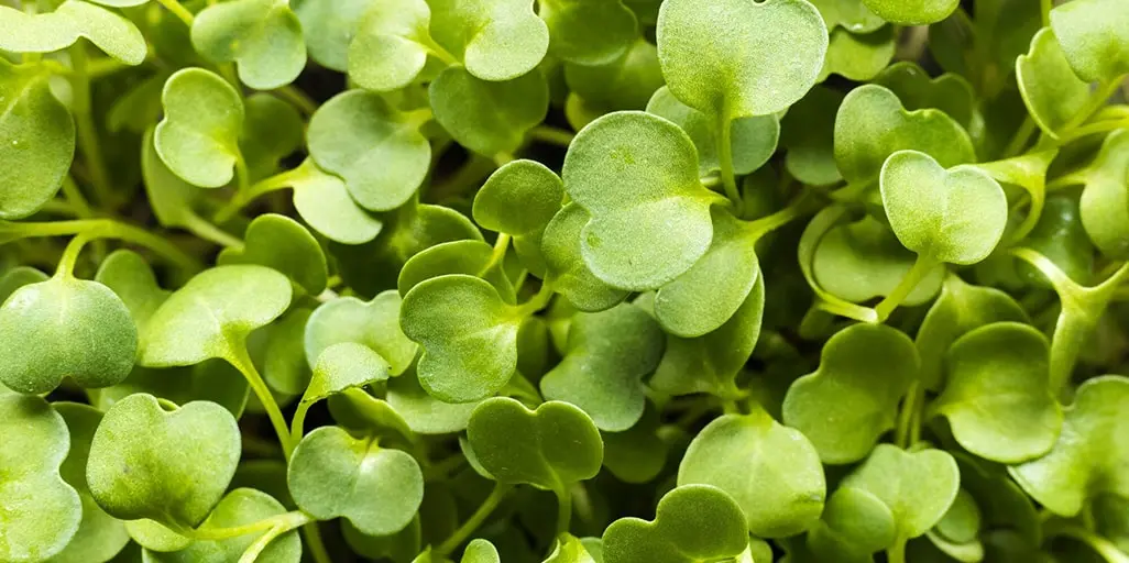 TOP 10 IMPRESSIVE HEALTH BENEFITS OF WATERCRESS