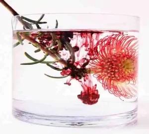 Witch hazel extract in a glass container with green leaves beside it