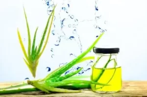 Soothing aloe vera and olive oil homemade natural lip masks.