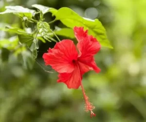Fresh hibiscus flowers on a wooden surface.